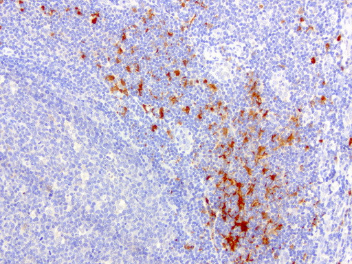 IDO1 Antibody in Immunohistochemistry (Paraffin) (IHC (P))