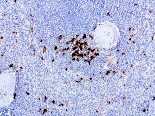 IDO1 Antibody in Immunohistochemistry (Paraffin) (IHC (P))