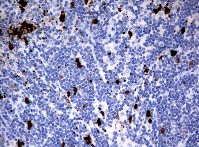 IDO1 Antibody in Immunohistochemistry (Paraffin) (IHC (P))