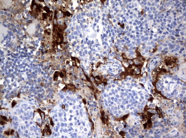 IDO1 Antibody in Immunohistochemistry (Paraffin) (IHC (P))