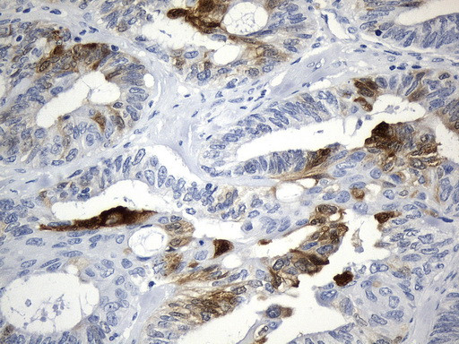 IDO1 Antibody in Immunohistochemistry (Paraffin) (IHC (P))