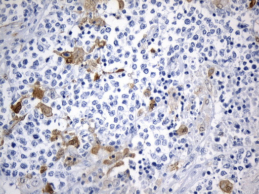 IDO1 Antibody in Immunohistochemistry (Paraffin) (IHC (P))