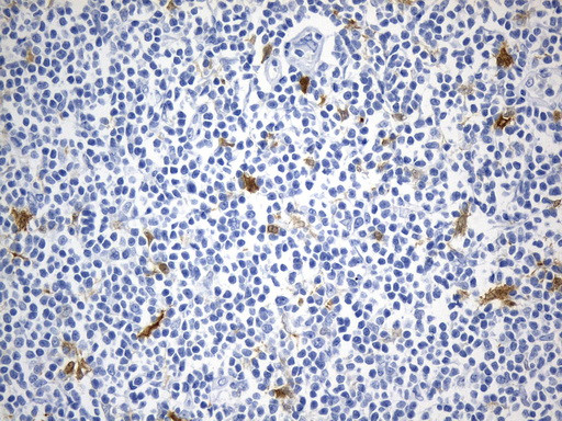 IDO1 Antibody in Immunohistochemistry (Paraffin) (IHC (P))