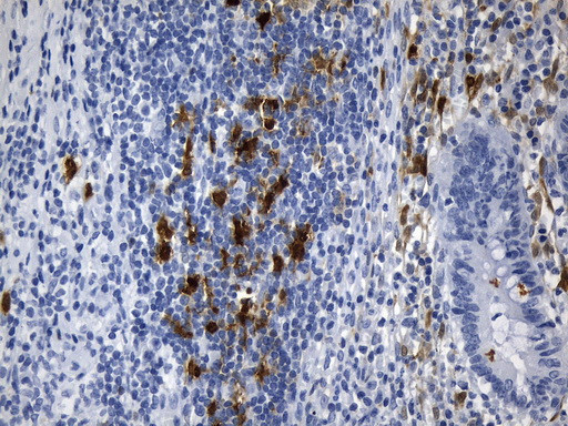 IDO1 Antibody in Immunohistochemistry (Paraffin) (IHC (P))