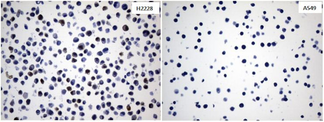 IDO1 Antibody in Immunocytochemistry (ICC/IF)