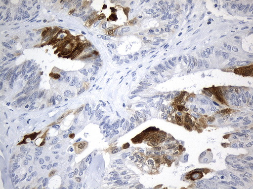 IDO1 Antibody in Immunohistochemistry (Paraffin) (IHC (P))