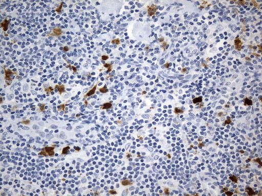 IDO1 Antibody in Immunohistochemistry (Paraffin) (IHC (P))