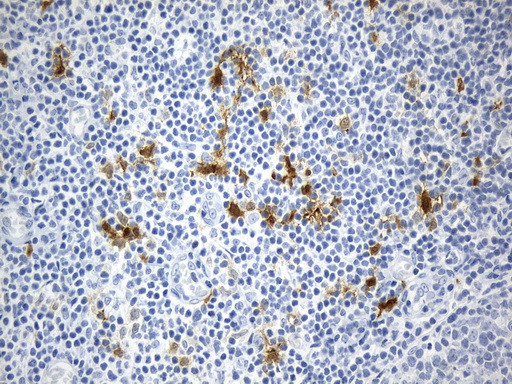 IDO1 Antibody in Immunohistochemistry (Paraffin) (IHC (P))