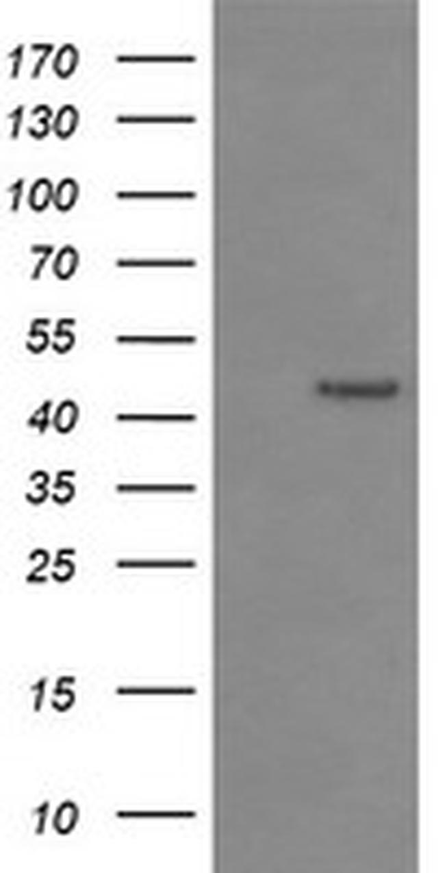 IDO1 Antibody in Western Blot (WB)