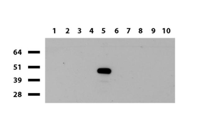 IDO1 Antibody in Western Blot (WB)