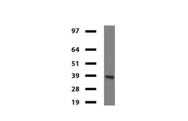 IDO1 Antibody in Western Blot (WB)