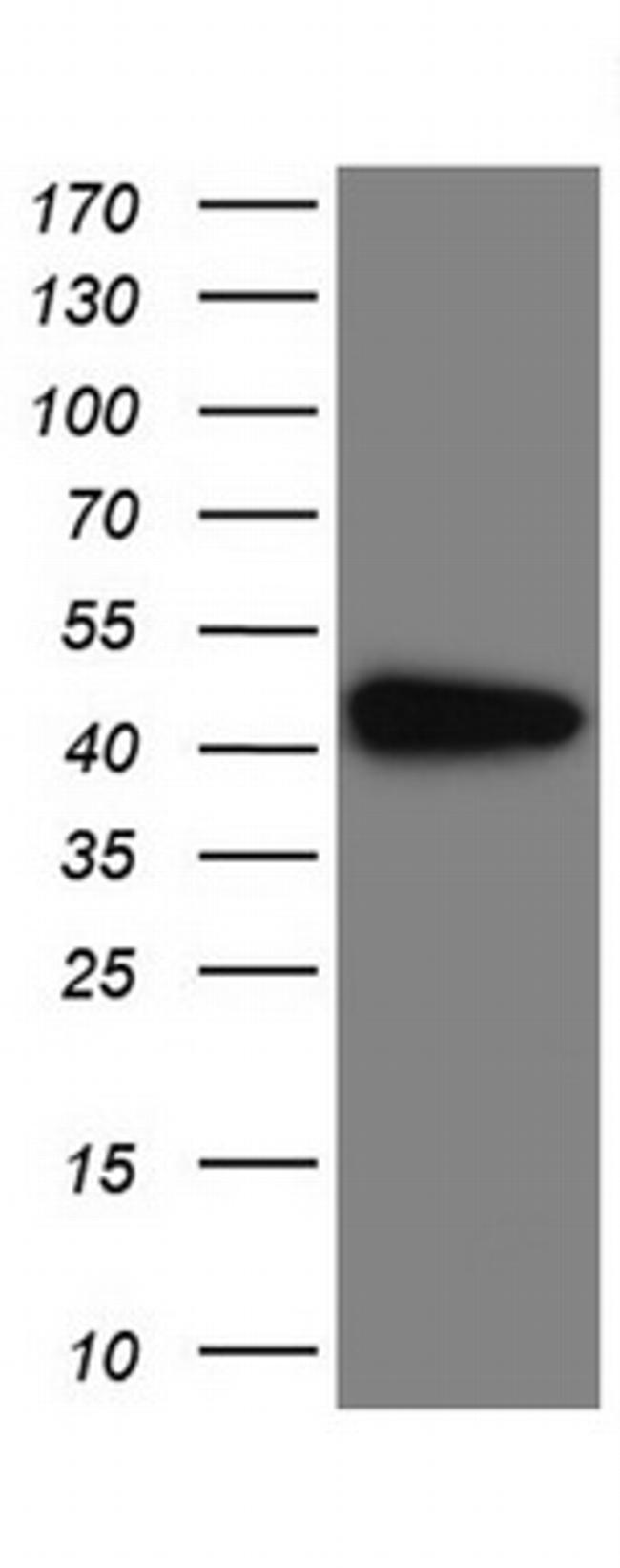 IDO1 Antibody in Western Blot (WB)