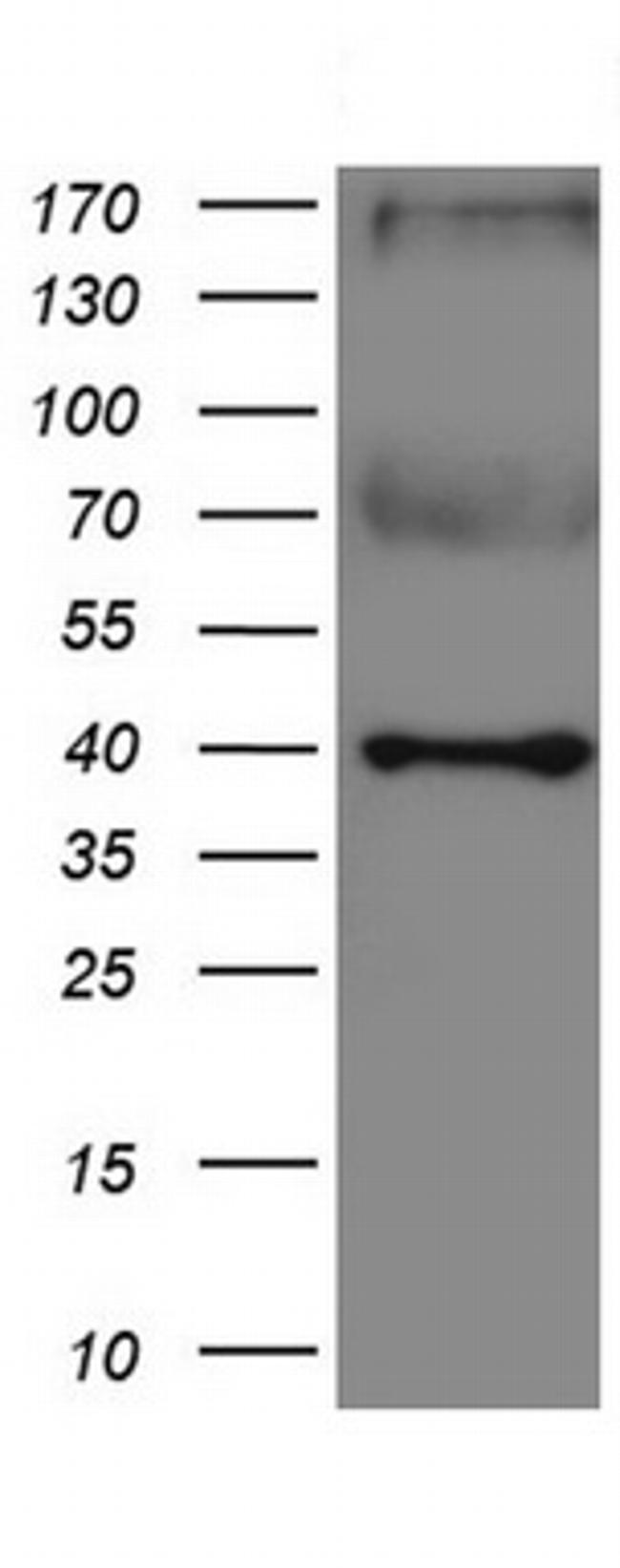 IDO1 Antibody in Western Blot (WB)