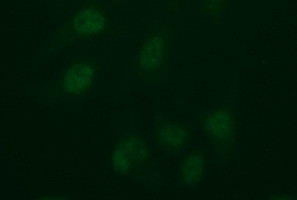 IDO2 Antibody in Immunocytochemistry (ICC/IF)