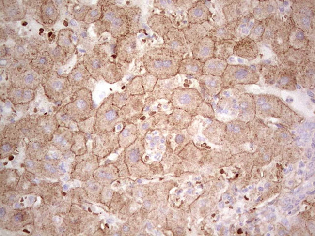 IDO2 Antibody in Immunohistochemistry (Paraffin) (IHC (P))