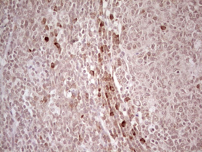 IDO2 Antibody in Immunohistochemistry (Paraffin) (IHC (P))