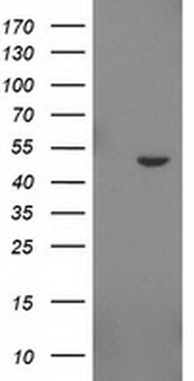 IDO2 Antibody in Western Blot (WB)