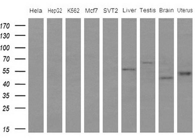 IDO2 Antibody in Western Blot (WB)