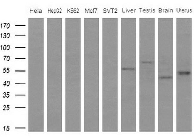 IDO2 Antibody in Western Blot (WB)