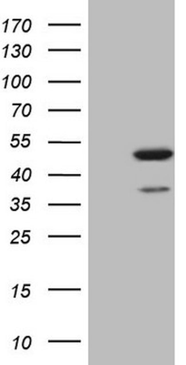 IDO2 Antibody in Western Blot (WB)