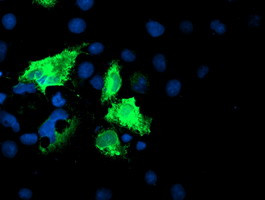 IDS Antibody in Immunocytochemistry (ICC/IF)