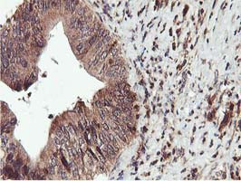 IDS Antibody in Immunohistochemistry (Paraffin) (IHC (P))