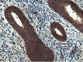 IDS Antibody in Immunohistochemistry (Paraffin) (IHC (P))