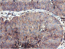 IDS Antibody in Immunohistochemistry (Paraffin) (IHC (P))