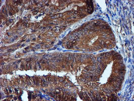 IDS Antibody in Immunohistochemistry (Paraffin) (IHC (P))