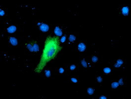 IFI35 Antibody in Immunocytochemistry (ICC/IF)