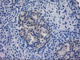 IFI35 Antibody in Immunohistochemistry (Paraffin) (IHC (P))