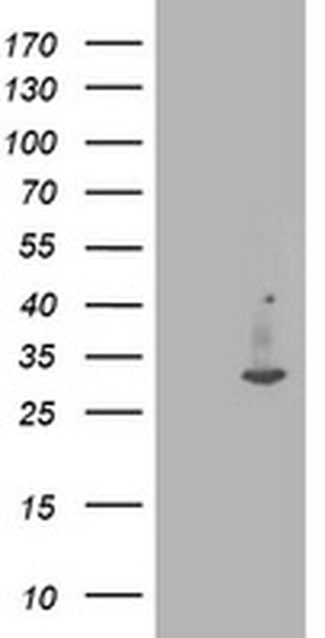 IFI35 Antibody in Western Blot (WB)