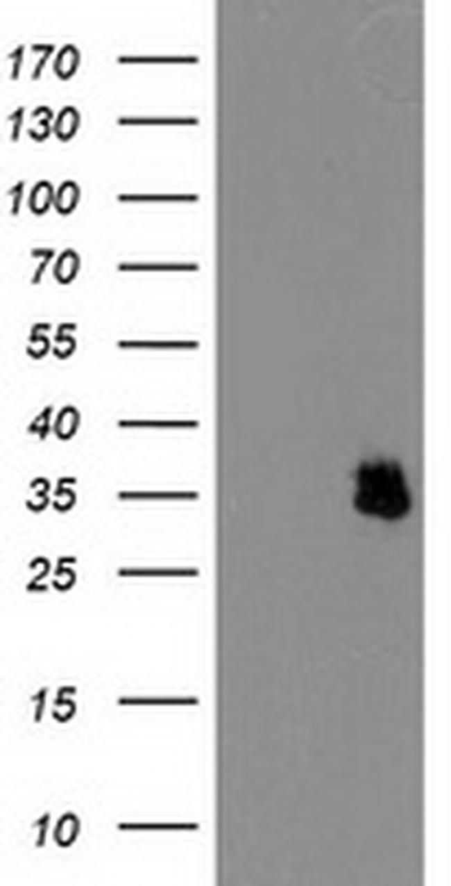 IFI35 Antibody in Western Blot (WB)