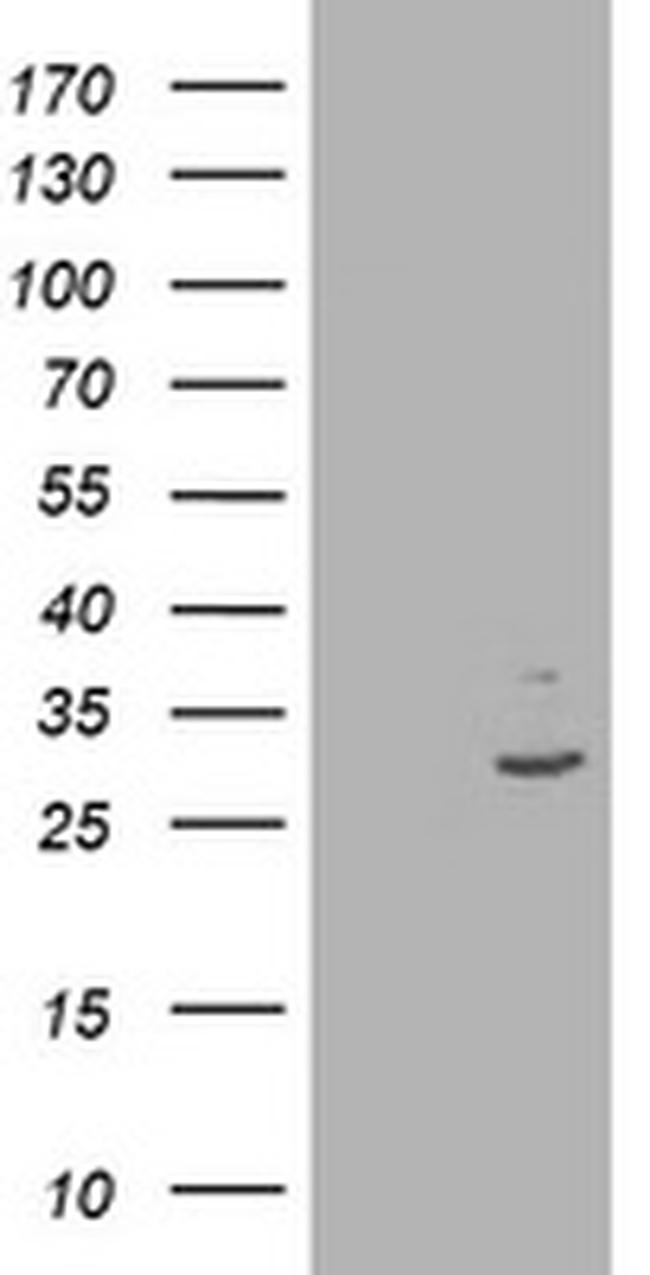 IFI35 Antibody in Western Blot (WB)