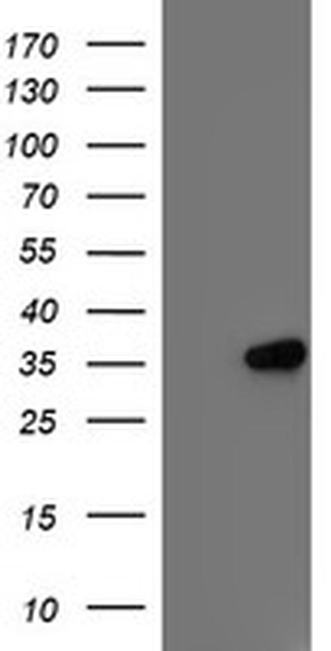 IFI35 Antibody in Western Blot (WB)