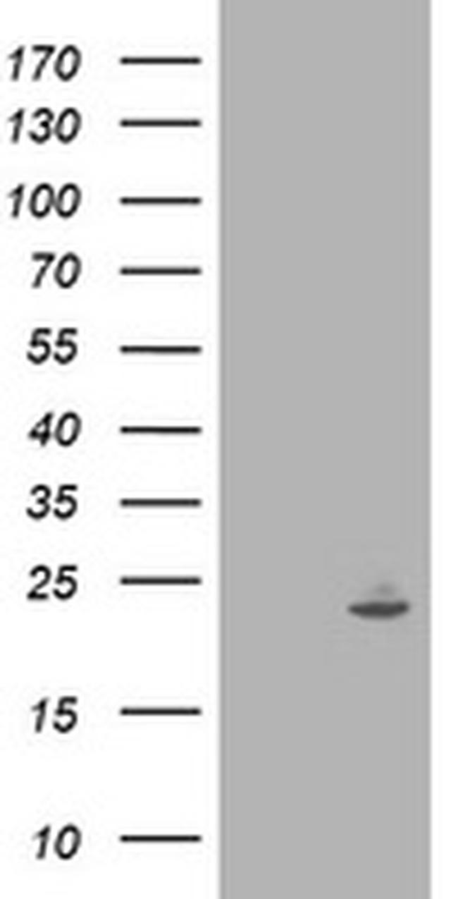 IFI35 Antibody in Western Blot (WB)