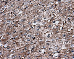 IFIT1 Antibody in Immunohistochemistry (Paraffin) (IHC (P))