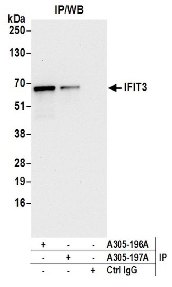 IFIT3 Antibody in Immunoprecipitation (IP)