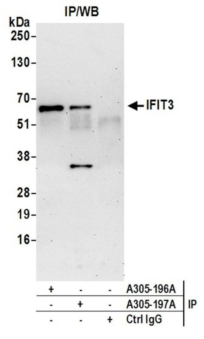 IFIT3 Antibody in Immunoprecipitation (IP)
