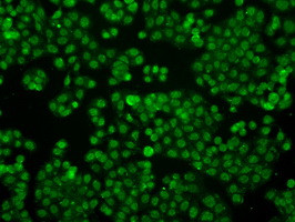 IFIT3 Antibody in Immunocytochemistry (ICC/IF)