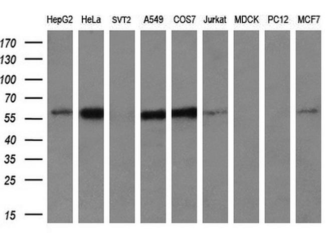 IFIT3 Antibody in Western Blot (WB)