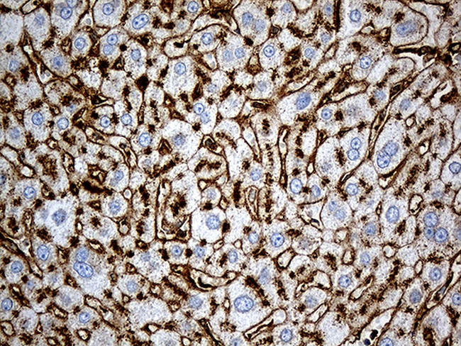 IFITM2 Antibody in Immunohistochemistry (Paraffin) (IHC (P))