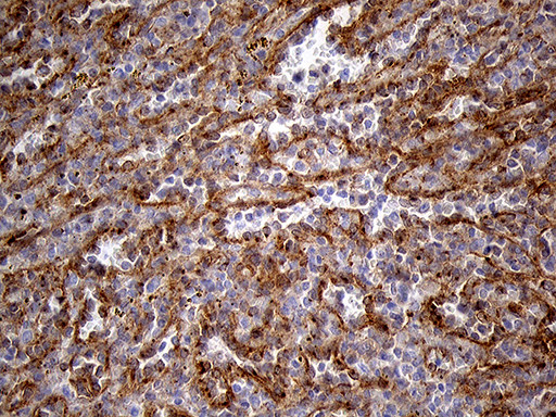 IFITM2 Antibody in Immunohistochemistry (Paraffin) (IHC (P))