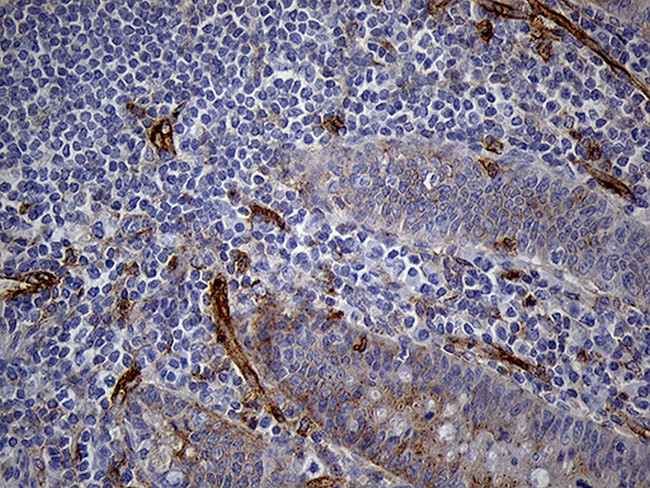 IFITM2 Antibody in Immunohistochemistry (Paraffin) (IHC (P))