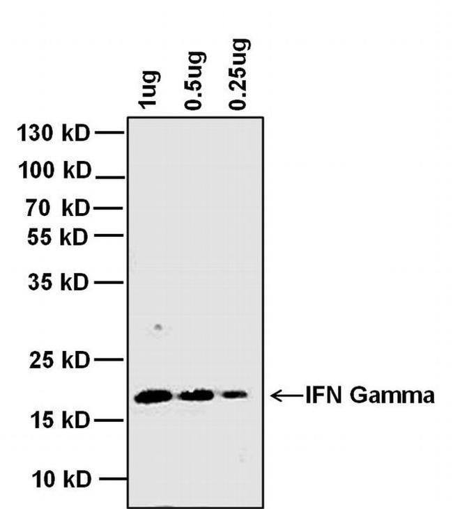 IFN gamma Antibody in Western Blot (WB)
