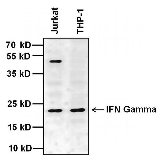 IFN gamma Antibody in Western Blot (WB)