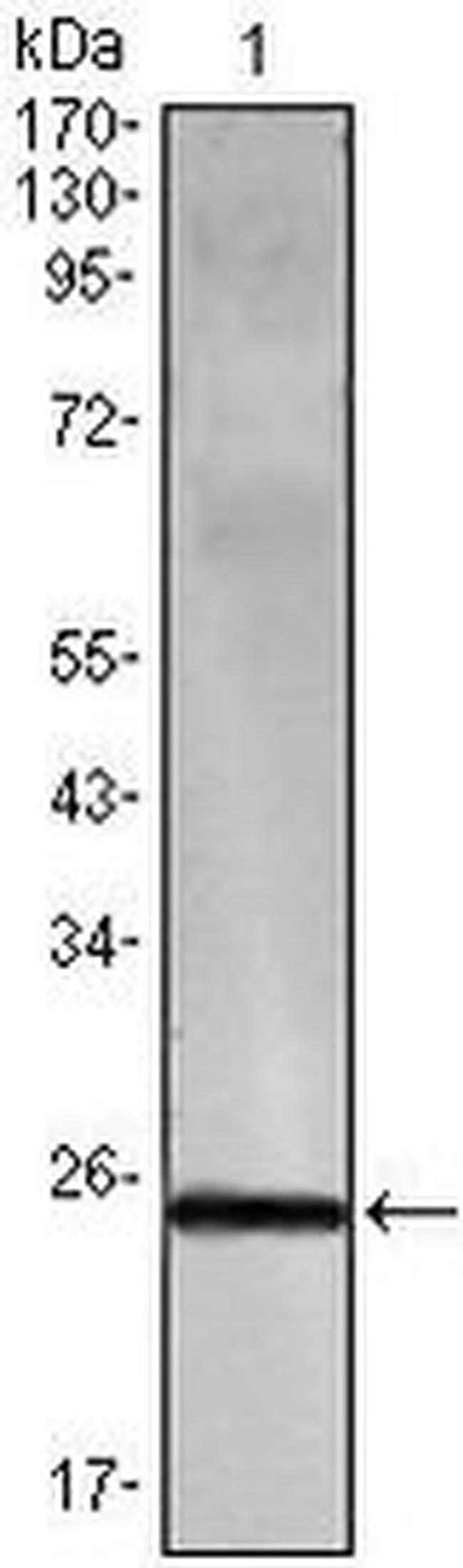 IFN gamma Antibody in Western Blot (WB)