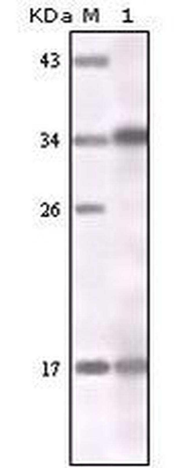 IFN gamma Antibody in Western Blot (WB)