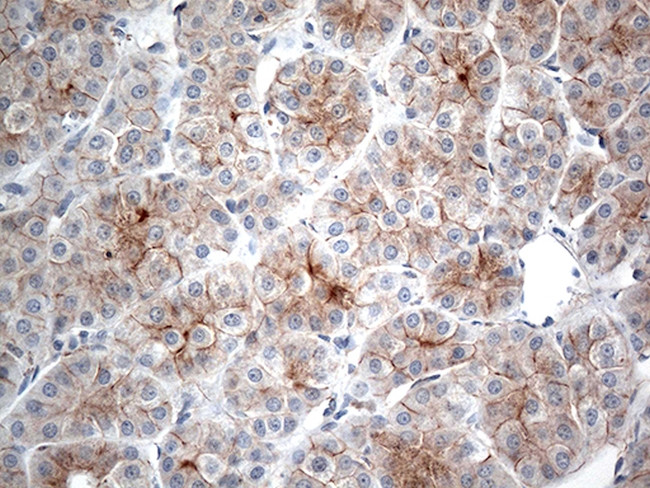 IFNLR1 Antibody in Immunohistochemistry (Paraffin) (IHC (P))