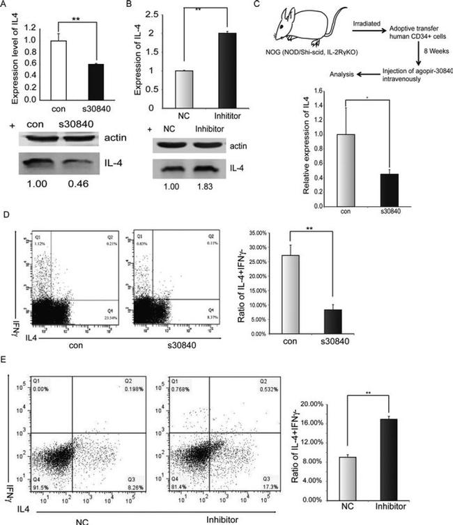 IFN gamma Antibody in Flow Cytometry (Flow)